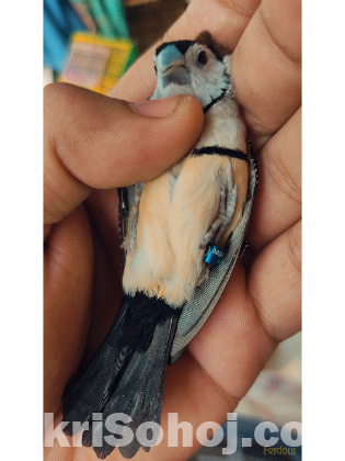 Gouldian Finch